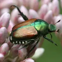Scarabée Popillia japonica