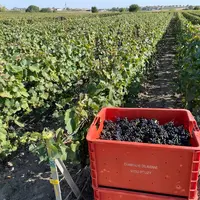 <em class="placeholder">Vendange en champagne, caisses 2024</em>