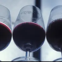 <em class="placeholder">Elaboration du vin / évolutions du jus et fermentation dans des verres / vins de Loire / dégustation en cours de vinification