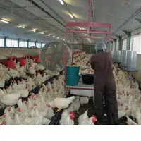 Elevage de poules reproductrices