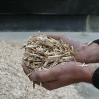 Copeaux de miscanthus.