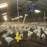 Elevage de poulets hollandais.