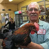 James Panzavecchia, propriétaire d’un marché 
au vif dans le Queens avec un coq Sasso. 
Le communautarisme des grandes villes américaines peut maint