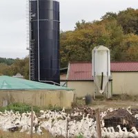 À la limite des Pyrénées-Atlantiques et des Landes, l’exploitation Carrère produit et commercialise 20000 canards gras par an.