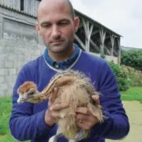 Boris, un des pionniers de l'élevage d'autruches en France.