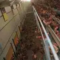 Les poules ont la liberté de se mouvoir, de sauter, de gratter, de s’asperger de litière, ce qui dégage parfois un nuage de poussière.