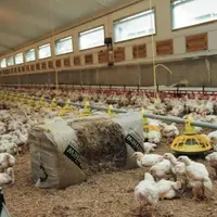 Un élevage de poulets pour Moy Park en lumière naturelle et avec un bien-être amélioré (balles de paille, densité moindre, génétique différente).