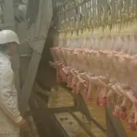 Les solutions de réduction du portage trouvées à l'abattoir doivent être acceptées par les consommateurs et applicables aux fortes cadences.