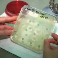 Les traitements antibiotiques se soldent souvent par l’apparition d’antibiorésistances.