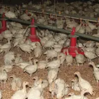1Dindonneaux de 28 jours avant transfert. Le niveau d’équipements des bâtiments 
de démarrage est essentiel pour la réussite de ce mode de production