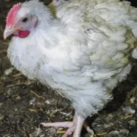 Deux lignées 
de poulets 
à croissance intermédiaire ont été sélectionnées pendant huit générations 
sur le critère « efficacité digestive », en