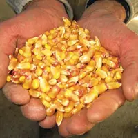 Le grain « inerté » conserve 
sa fraîcheur initiale jusqu’à 
la réouverture du contenant.