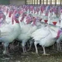 La densité et la température d’ambiance influencent le rendement filet des dindes.
