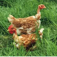 L’ingestion de végétaux 
sur les parcours peut atteindre 15 grammes par jour selon l'étude de l’Inra du Magneraud.