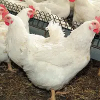 L'alimentation des poules reproductrices peut 
modifier les « marques épigénétiques » et avoir 
un impact sur leurs descendants.