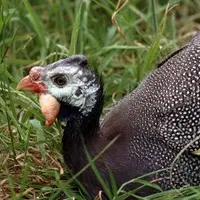 Le coronavirus ne touche que quelques lots de pintade chaque année.