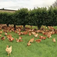 Les vingt premiers mètres devant la trappe sont stratégiques. Ici, les haies brise-vent en peigne apportent un peu d'ombre et favorisent la sortie.