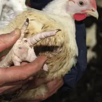 La mesure des pododermatites 
des poulets, expérimentée 
en Europe du Nord, est un indicateur 
de bien-être sur lequel va se 
pencher la Commissio