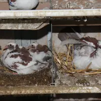 pigeonneaux au nid