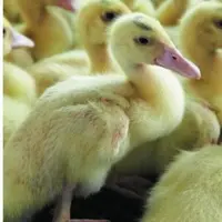 Les cas de parvovirose aigus peuvent toucher 
les lots de canards dès les premières semaines.