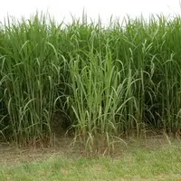 Culture de miscanthus.