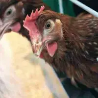 La poule a tendance à s’engraisser, d’où l’importance d’une administration régulière d’hépatoprotecteur. Un foie « gras » a un impact négatif sur la q