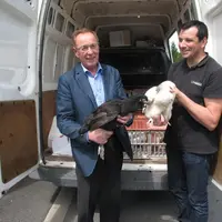 Daniel Gachet (à gauche) et Régis Libaud ont distribué les 124 poules attribuées aux particuliers du territoire du Smeom de Luçon.