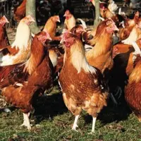 Comme des athlètes surentraînés, les chapons doivent évoluer dans un environnement aussi stable que possible.