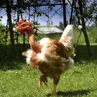 poulet lignée T44NI Sasso