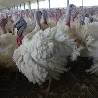 Dindons à une semaine de l'abattage : le système de production français est le plus productiviste en termes de poids vif mais pas en poids de viande.
