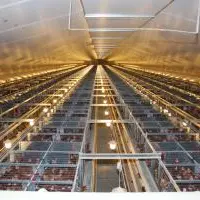 La nouvelle configuration des bâtiments (plus longs, plus hauts, présence d'un plancher) impacte également la maîtrise de la ventilation.