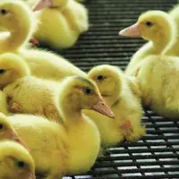 La filière Barbarie veut éviter 
le tarissement des exportations vers l’Allemagne, comme ce fut 
le cas en dinde.