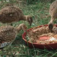 Pour sauver les outardes canepetières migratrices la ligue de protection des oiseaux s’est attaqué à leur reproduction en captivité.