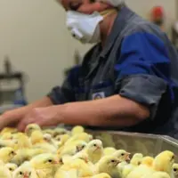 Tri des poussins éclos. La MSA conseille de généraliser le port d'un masque à valve de type FFP2 au minimum.