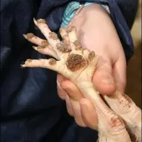 Symptômes de pododermatite sur pattes de poulet.