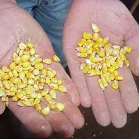 Le maïs conservé par inertage utilisé pour le gavage des canards présente un double intérêt, économique et environnemental.