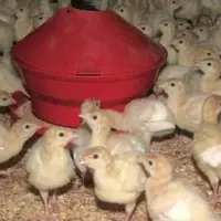 Lors d’un changement d’aliment, les volailles et en particulier les dindonneaux passent
davantage de temps à l’observation au détriment du picorage.