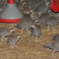 Les résultats d'essai de lumière menés par l'Anses sur pintade diffèrent de ceux obtenus en poulet.