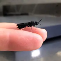 La mouche soldat noir est le principal insecte élevé pour ses larves riches en huiles et protéines © DR