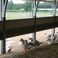 La sortie du bâtiment est une zone à risque de positivité au gêne M influenza aviaire. © A. Puybasset