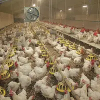 Élevage de reproducteurs de poulets de chair en France (archives)Mi-mai, plus de 10 % des reproducteurs de Belgique avaient été touchés par H3N1 et ab