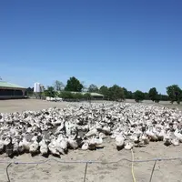 Agés de huit semaines, ces canards colorés vont etre élevés jusqu'à 90 à 97 jours par Étienne Dulau et Corinne Laborde  © C.Chabasse