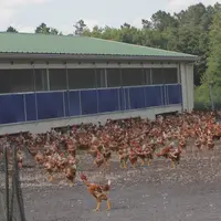 En filière longue, le poulet bio est produit dans des installations très similaires à celle du système label rouge  © P. Le Douarin