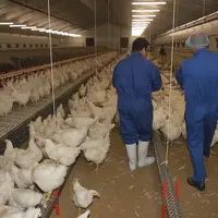 Reproducteurs Gallus chair dans un élevage récent. Les accouveurs doivent améliorer leurs outils industriels et les élevages fournisseurs. © P. Le Dou