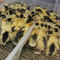Très malmené par l'influenza aviaire, l'accouvage de canard subit une nouvelle contraction © P. Le Douarin