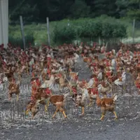 Avec un mode d’élevage attentif au bien-être animal, le poulet des Landes en liberté colle bien aux attentes sociétales. © P. Le Douarin