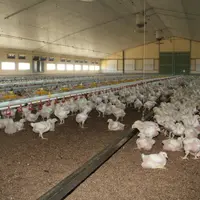 En poulet lourd comme en standard, les frais de chauffage et de litière ont augmenté.  © A. Puybasset