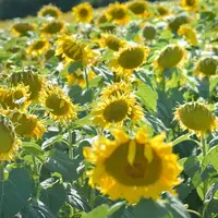 La concentration en protéines des tourteaux de tournesol et de colza permettraient une amélioration notable de l'autonomie protéique pour l'aliment no