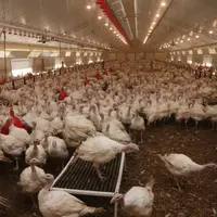 Une vingtaine de plateformes sont testées à l'intérieur, mais elles doivent d'abord résister aux oiseaux © P. Le Douarin