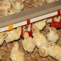 Les éleveurs de volailles sont ceux qui ont le plus conscience de l'importance de la qualité bactériologique de l'eau de boisson, mais ils s'interroge